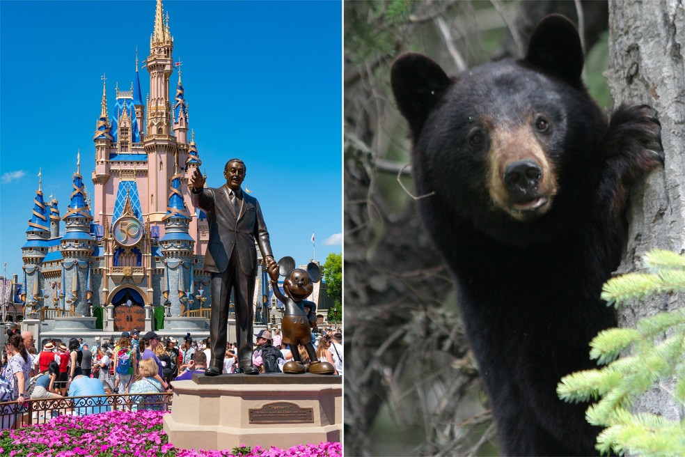 O urso foi visto no Magic Kingdom, na Disney, e várias atrações precisaram ser fechadas — Foto: Reprodução/ Fox