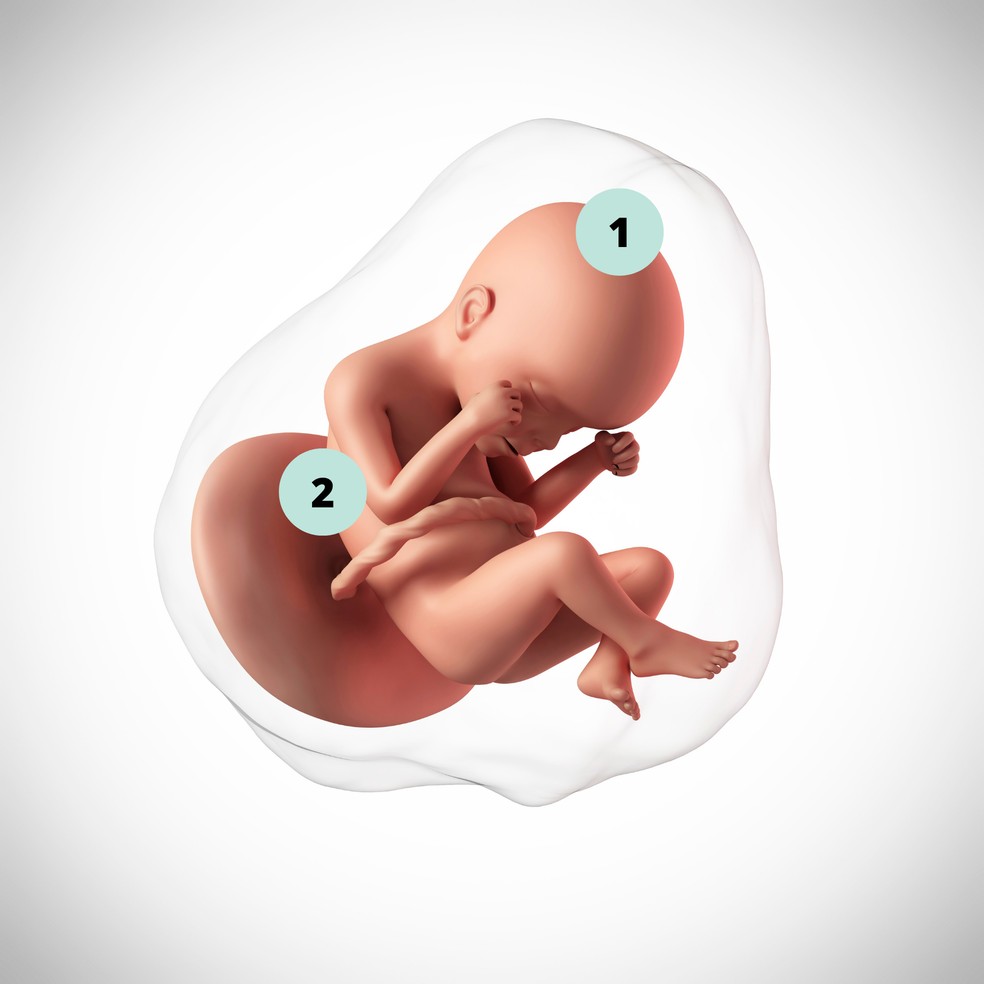 1. O cérebro do bebê cresce rapidamente e alguns já têm cabelo; 2. Nos troncos pulmonares, inicia-se a fabricação de uma substância que ajuda os alvéolos a inflarem com maior facilidade  — Foto: Getty Images