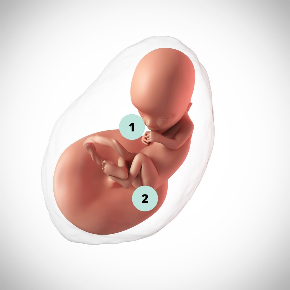 1. O feto engole o líquido amniótico em que está mergulhado e começa a produzir urina; 2. Pelo ângulo do tubérculo genital em relação à coluna, os médicos podem arriscar palpites sobre o sexo do bebê — Foto: Getty Images