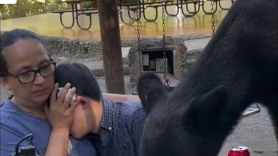 Vídeo: Urso invade piquenique e devora comida de mãe e criança