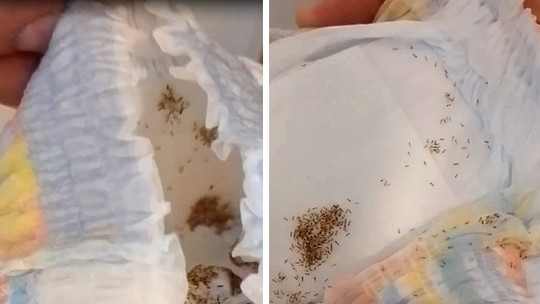 Vídeo viral mostra infestação de formigas em fralda limpa. Saiba por que isso acontece
