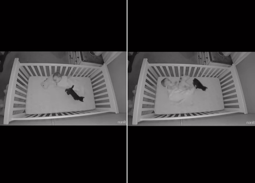 pensarcontemporaneo.com - [VIDEO] Câmera do bebê continua detectando movimento e mãe fica chocada ao descobrir quem (mais) está no berço!