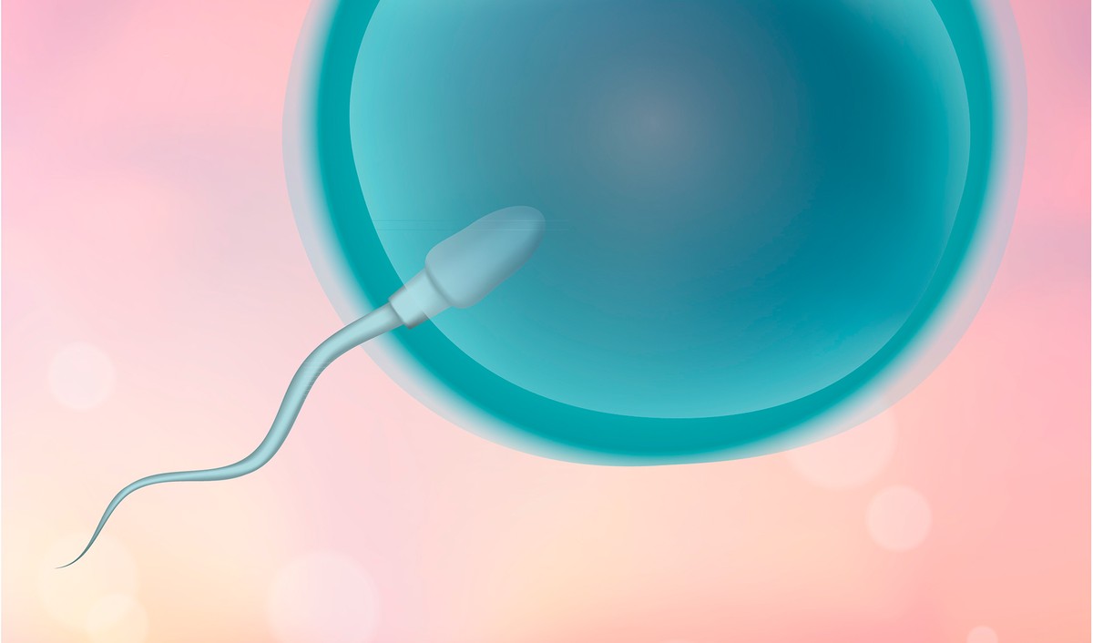 Onde ocorre a fecundação? Entenda o processo de reprodução humana