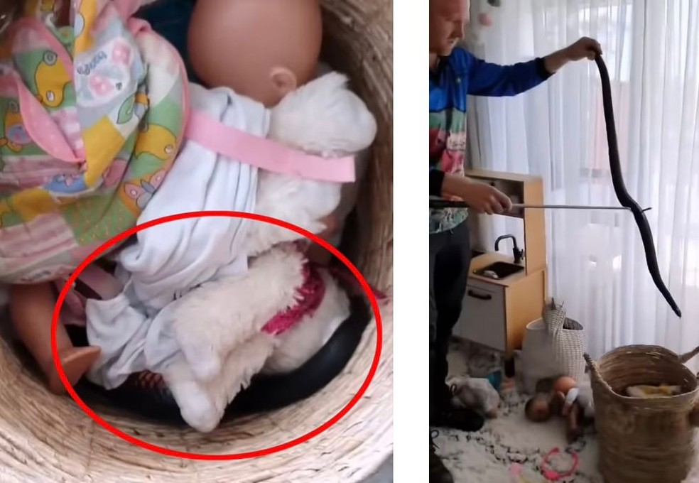 A cobra estava escondida nos brinquedos da criança — Foto: Reprodução Daily Mail