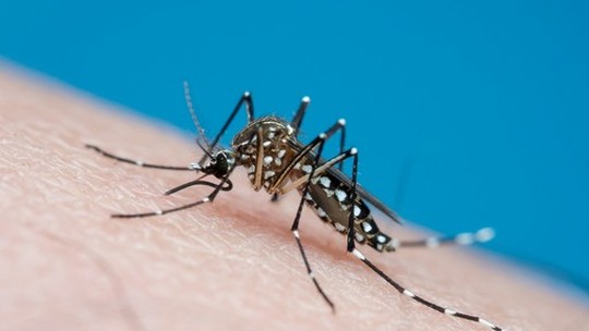 Fiocruz detecta 4 casos de dengue tipo 3 e alerta risco de nova epidemia