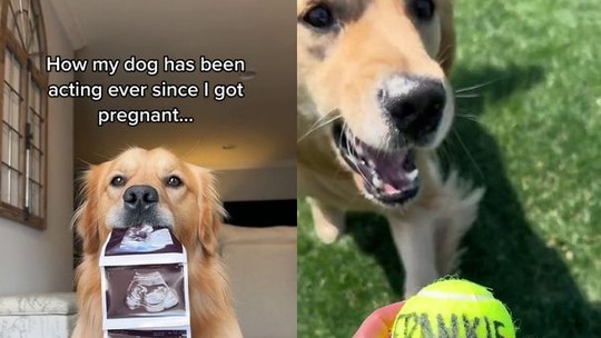 Cachorro ajuda casal a escolher nome de bebê"