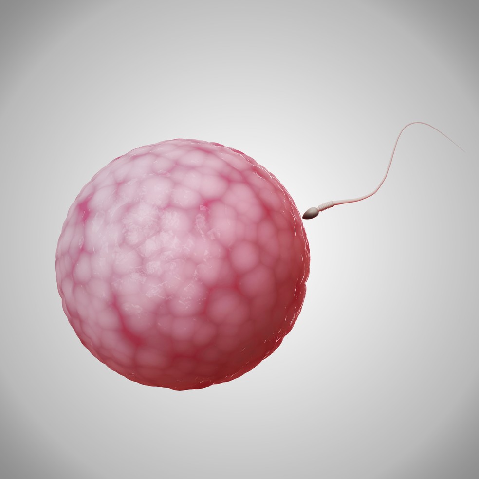 A fecundação acontece nas tubas uterinas, para depois dar continuidade ao processo de formação do embrião — Foto: Getty Images