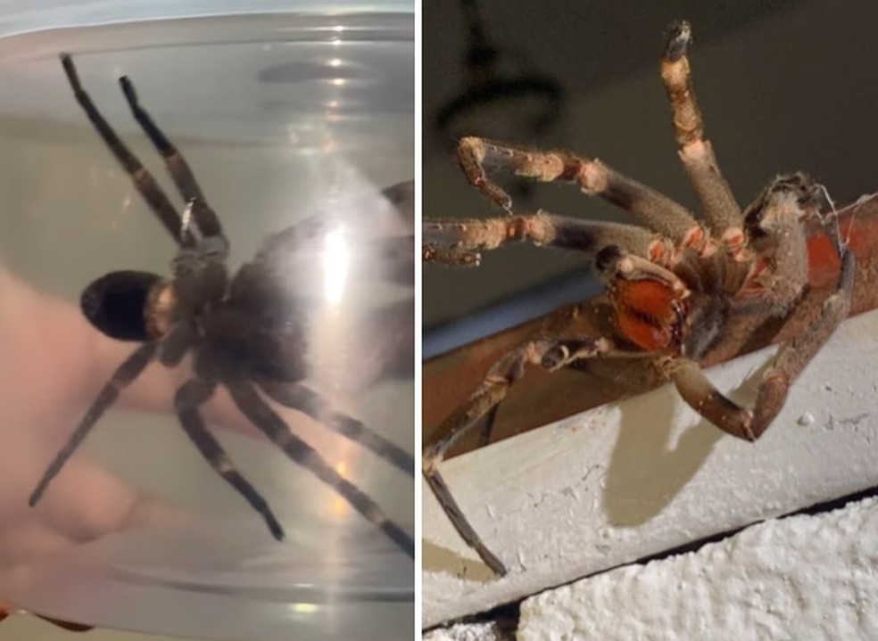 Mãe encontra aranha peçonhenta nos brinquedos do filho — Foto: Reprodução/Instagram