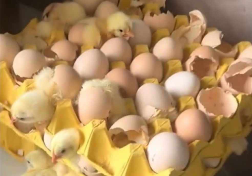 Jiang encontrou 70 pintinhos após comprar três caixas de ovos no mercado — Foto: Reprodução/El Telégrafo