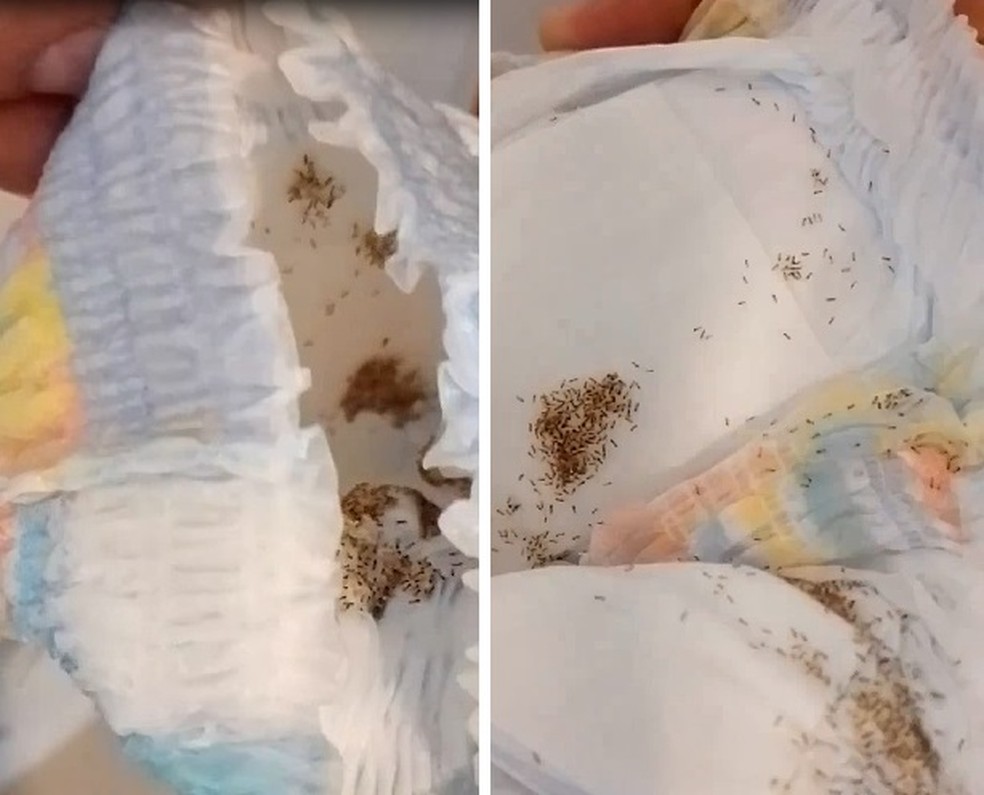Mãe encontra ninho de formigas em fralda — Foto: Reprodução Instagram/@leticialino.94