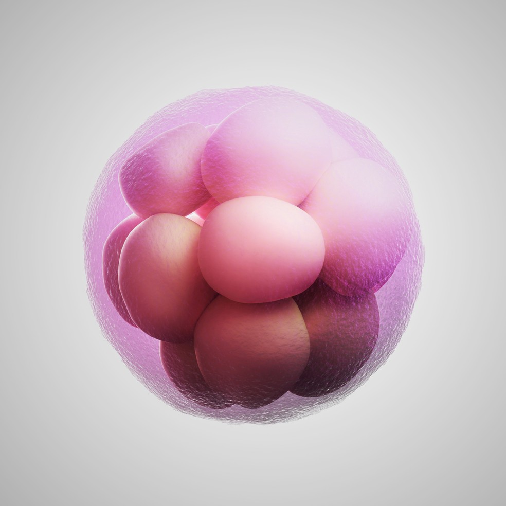 Na terceira semana de gestação, se o óvulo for fecundado pelo espermatozoide, forma-se o zigoto, dando início a um intenso processo de divisões celulares — Foto: Getty Images