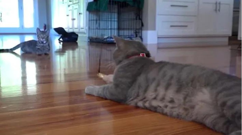 O gato ganhou um novo companheiro, Tochi (Foto: Reprodução/ Youtube) — Foto: Crescer