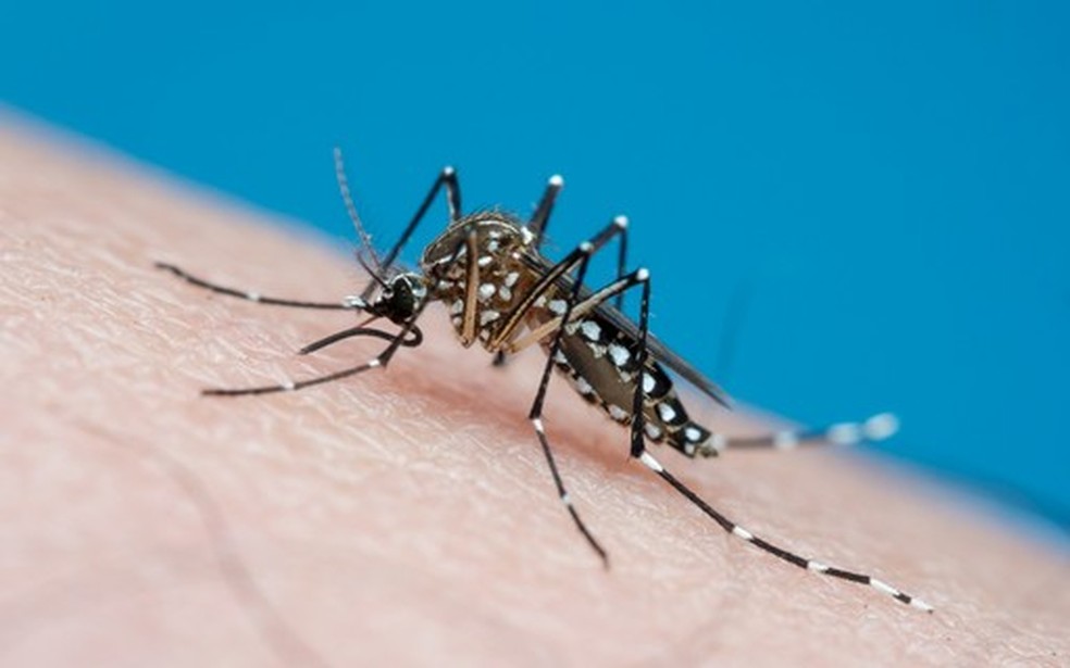 Dengue merece atenção redobrada no verão — Foto: Crescer