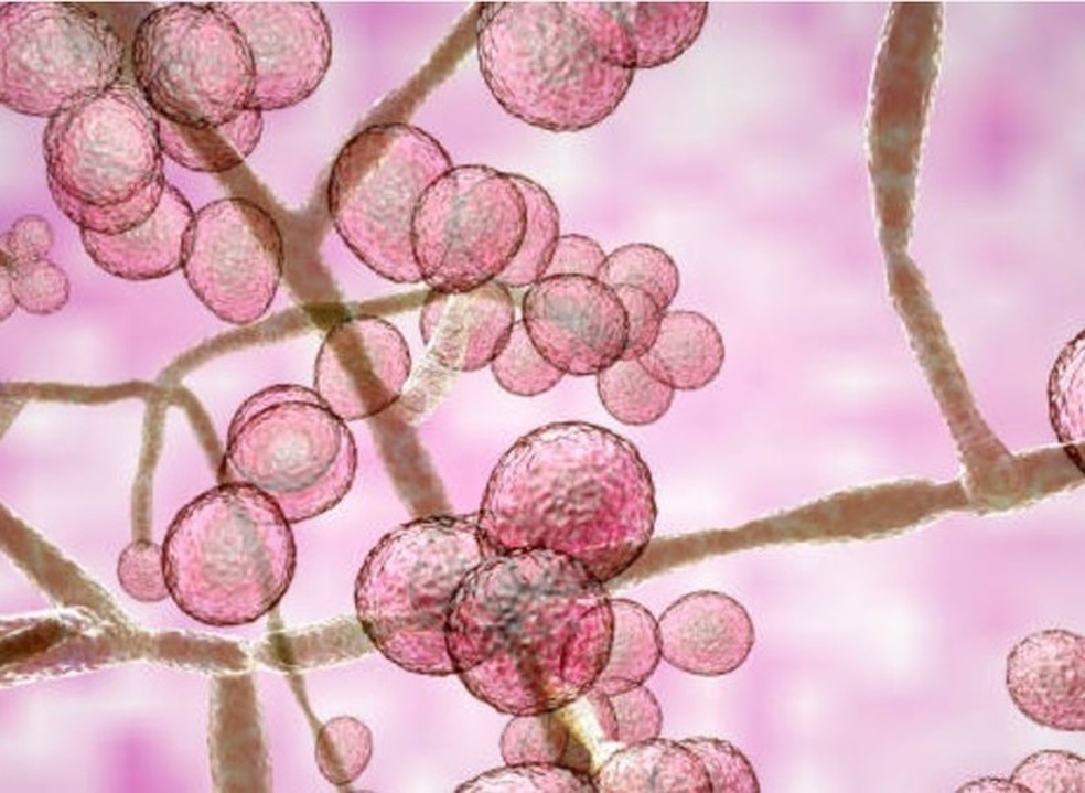 Fungos Candida auris (Foto: Getty Images) — Foto: Crescer