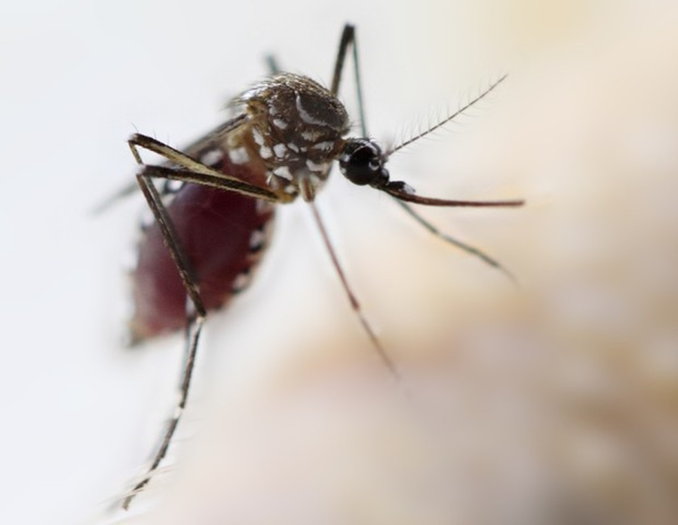 Mosquitos podem transmitir dengue, zika e chikungunya (Foto: Thinkstock) — Foto: Crescer