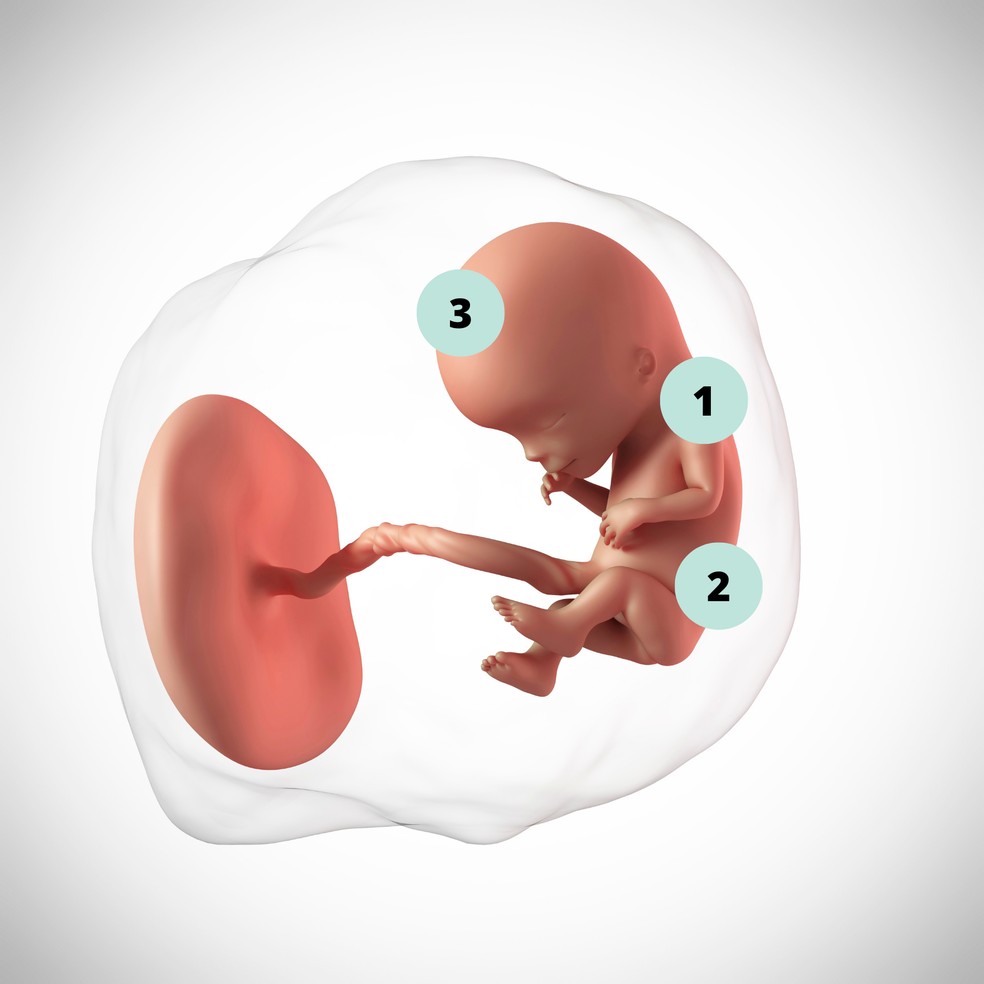 1. A pele do feto é tão fininha que chega a ser transparente, mostrando as veias do sistema circulatório; 2. Os rins passam a produzir o xixi; 3. No ultrassom, é possível visualizar algumas estruturas do cérebro — Foto: Getty Images