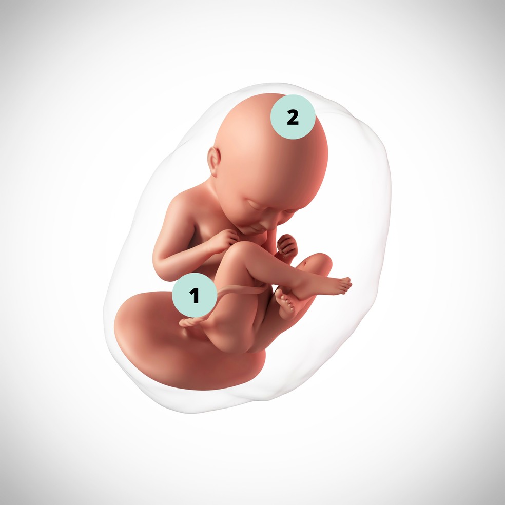 1. O bebê segue ganhando peso. Os rins estão formados e o fígado já trabalha em diversos processos celulares; 2. O cérebro também está crescendo, mas ainda pesa dois terços do que pesará ao nascer — Foto: Getty Images