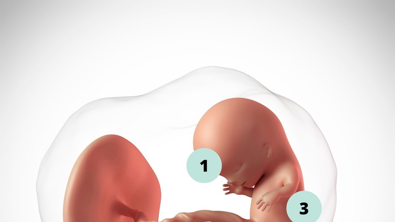 3 semanas de gravidez: o desenvolvimento do bebê