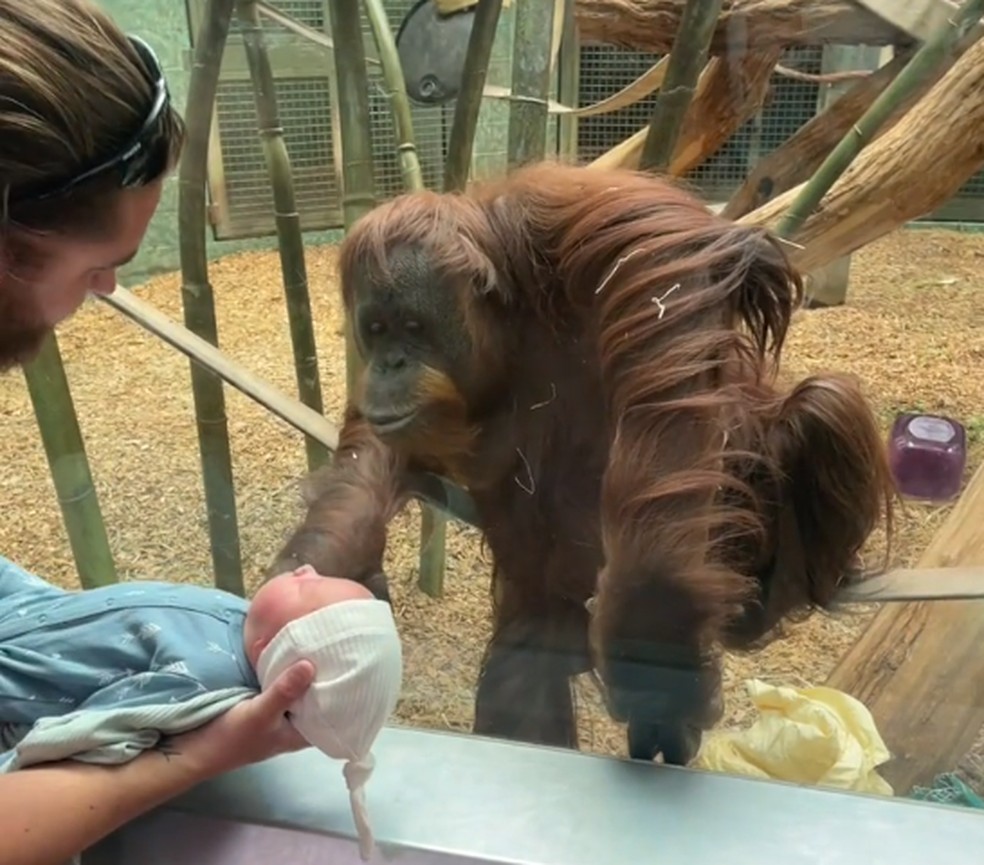 Orangotango pediu para ver recém-nascido de perto — Foto: Reprodução Tik Tok