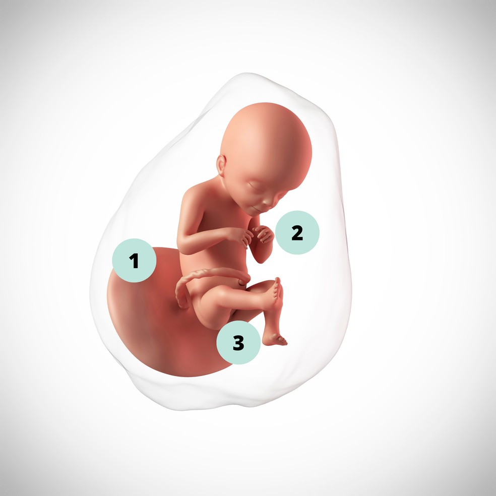 1. Agora, o feto pesa mais que a placenta; 2. O desenvolvimento do reflexo de sucção continua e o bebê pode ser visto chupando o dedo no ultrassom; 3. Formados no abdome, só depois os testículos descem para o saco escrotal. Isso será verificado no momento do nascimento — Foto: Getty Images
