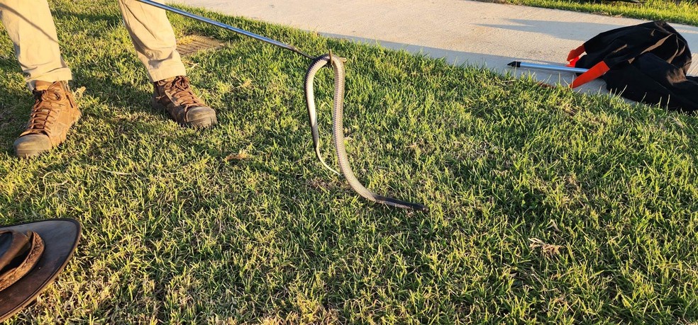 Cobras da segunda espécie mais venenosa do mundo foram encontradas no quintal da família — Foto: Reprodução/ Facebook