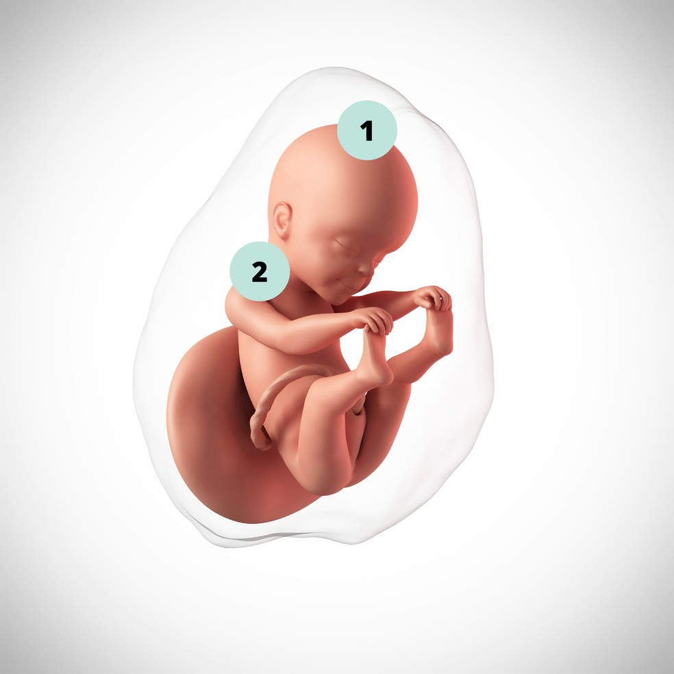 1. O sistema nervoso central trabalha com mais eficiência e o bebê responde aos estímulos, inclusive ao toque na barriga; 2. O feto O feto também é capaz de ouvir o som e as vibrações da voz materna — Foto: Getty Images