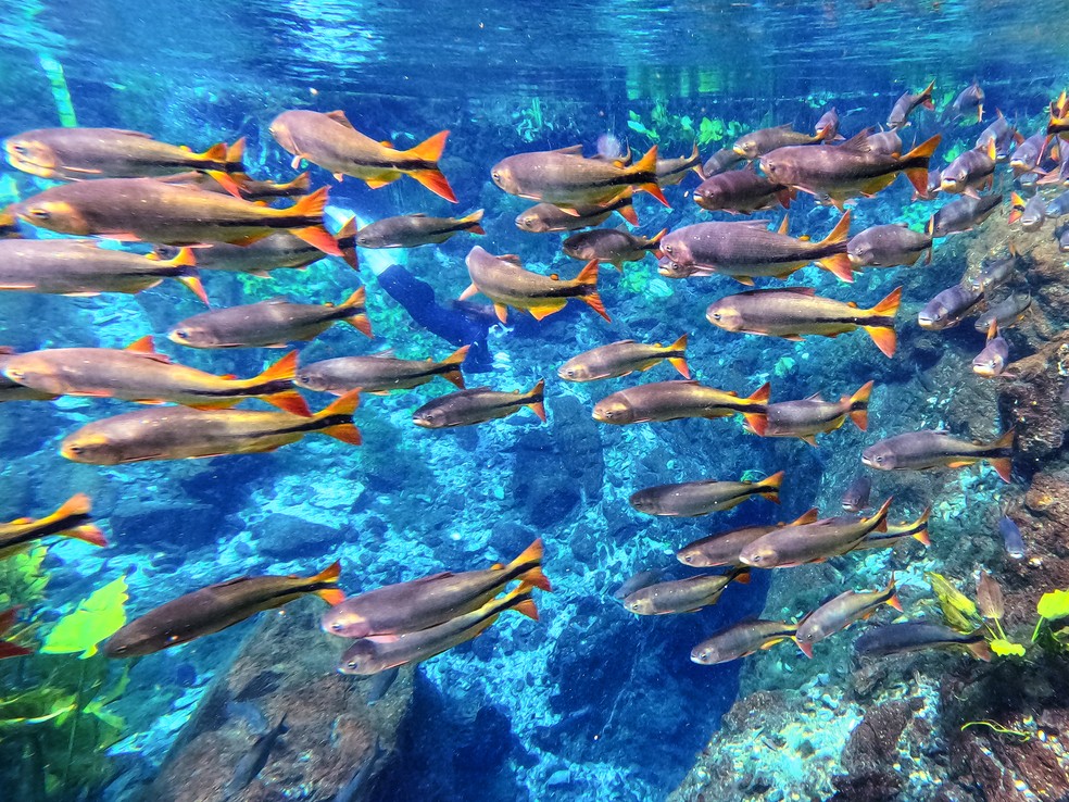 Piraputangas, peixes símbolo de Bonito — Foto: Divulgação/Nascente Azul