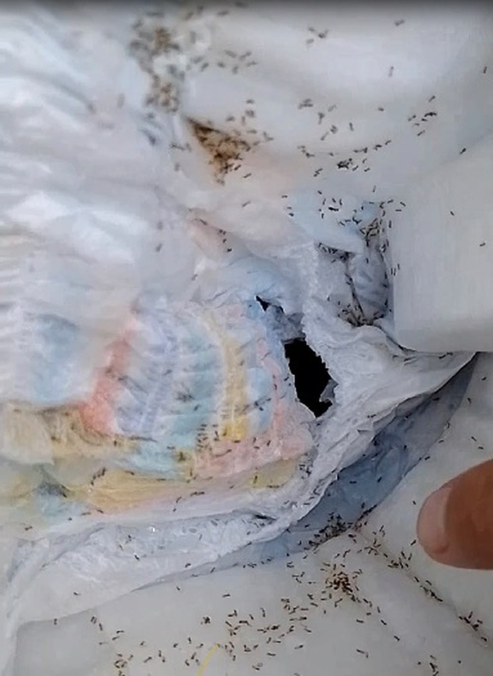 Vídeo viral mostra infestação de formigas em fralda limpa. Saiba por ...
