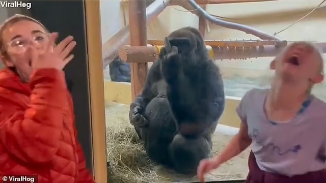 Gorila mostra “dedo do meio” enquanto mãe filmava filhas em zoológico e ...